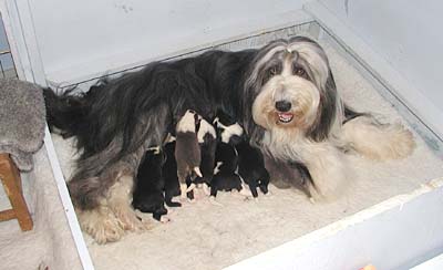 Danni and her pups