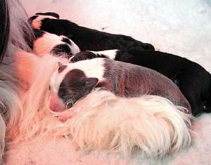 Danni's pups