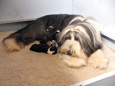 Danni and her pups