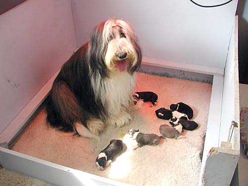 Danni with her pups