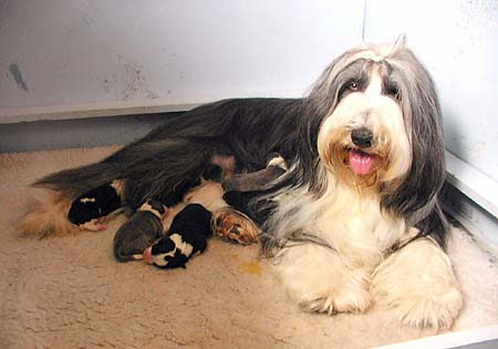 Danni and her litter