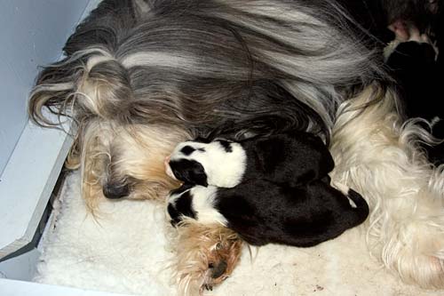 Danni and her pups