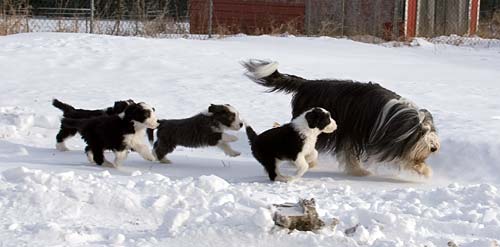 Danni and her pups