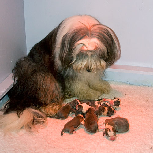 Frankie with her puppies