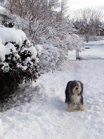 Mallory in the snow