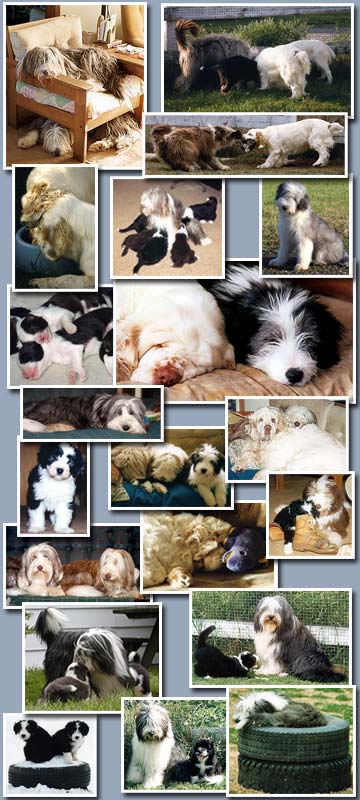 Collage of our dogs