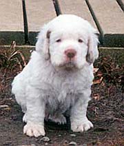 Clumber Pup