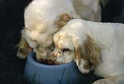 Thomas and Megan - Clumber Spaniels